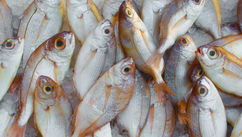 7 Ways That Seafood Processing Can Become More Sustainable
