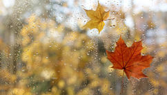 What Can "Autumn" Teach Us About Diversity And Inclusion