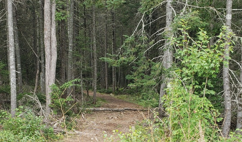 Walk path through the forest.