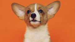 Can Dogs Eat Bananas? Here’s a Complete Guide to 50 Foods Your Dog Can and Cannot Eat